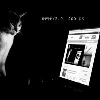 HTTP Cat
